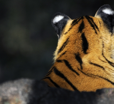 tiger image