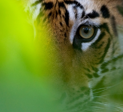 tiger image